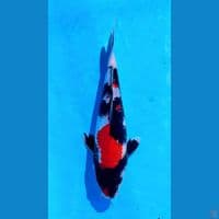 SHOWA IMPORT MALE 28CM MERAH STRONG