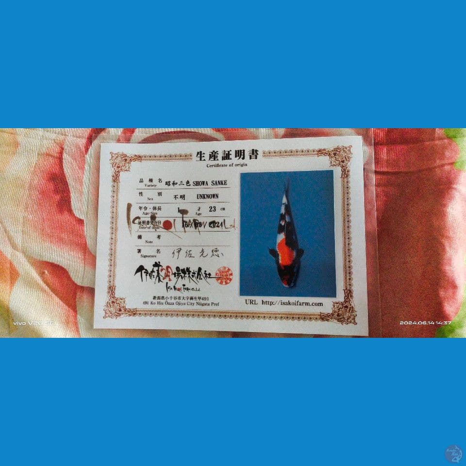 SHOWA IMPORT MALE 28CM MERAH STRONG