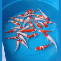 Paket kohaku 15-22 cm 27 ekor
