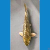 midori bulky20cm