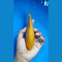 Caramel ~ 20bu