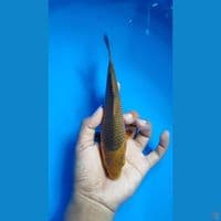 Caramel ~ 20cm