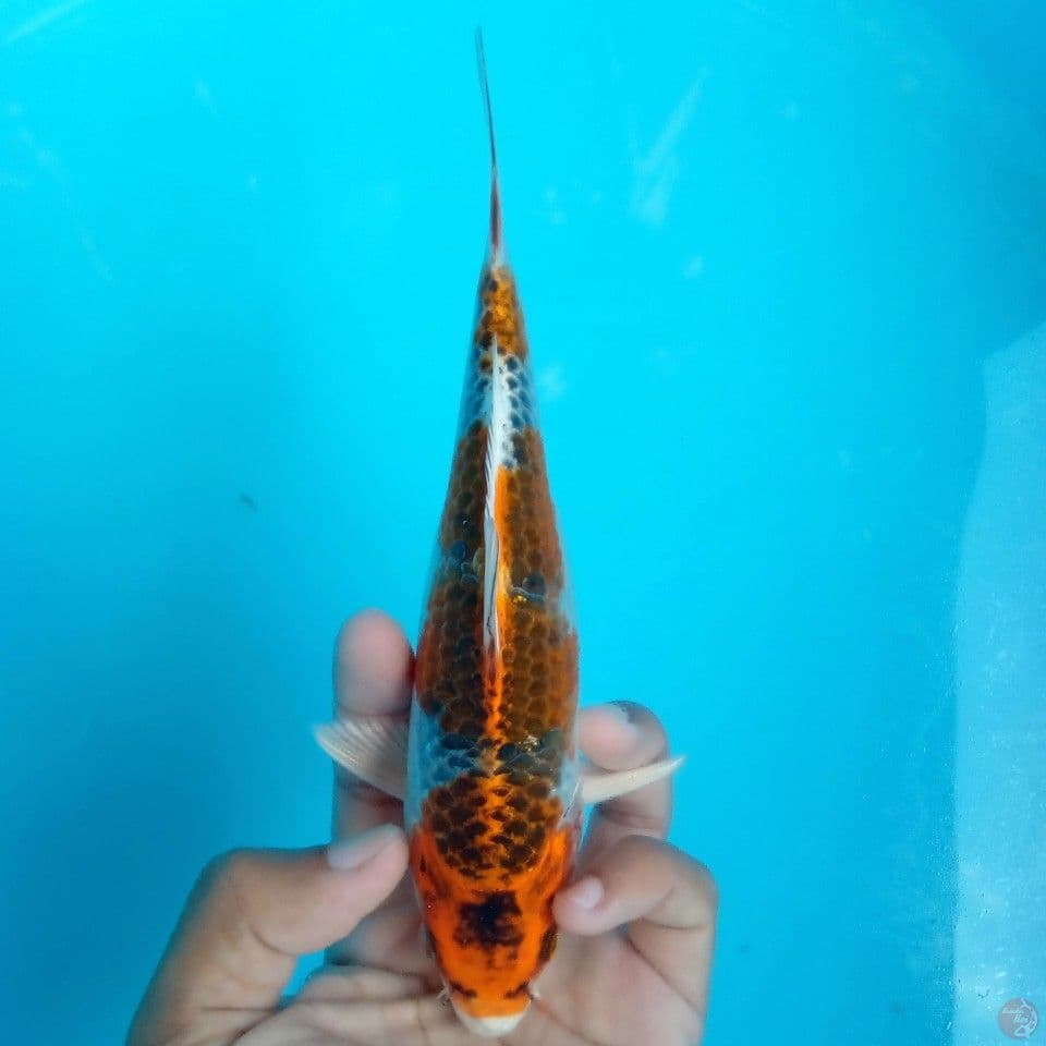 BABY KUJAKU 18CM