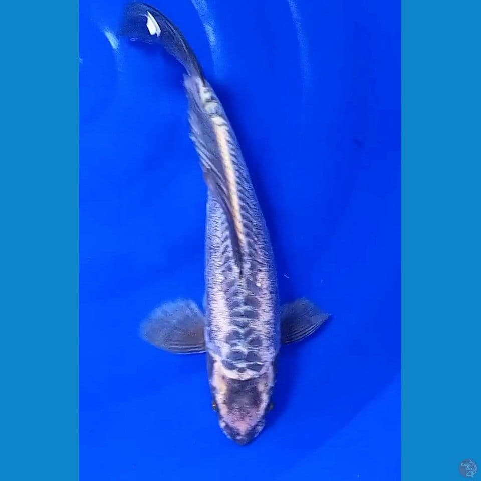 37 cm antikan munuk