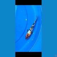 showa gindrin calon SQ 20 cm 