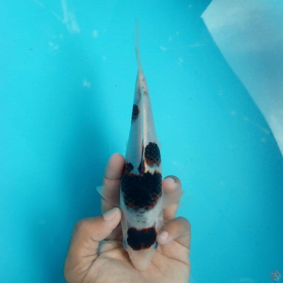 MARUTEN BUDO GOROMO 20CM