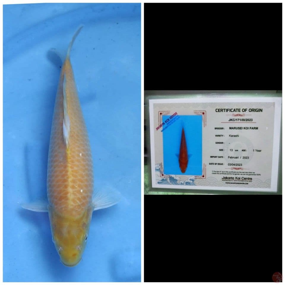 Marusei Karashi