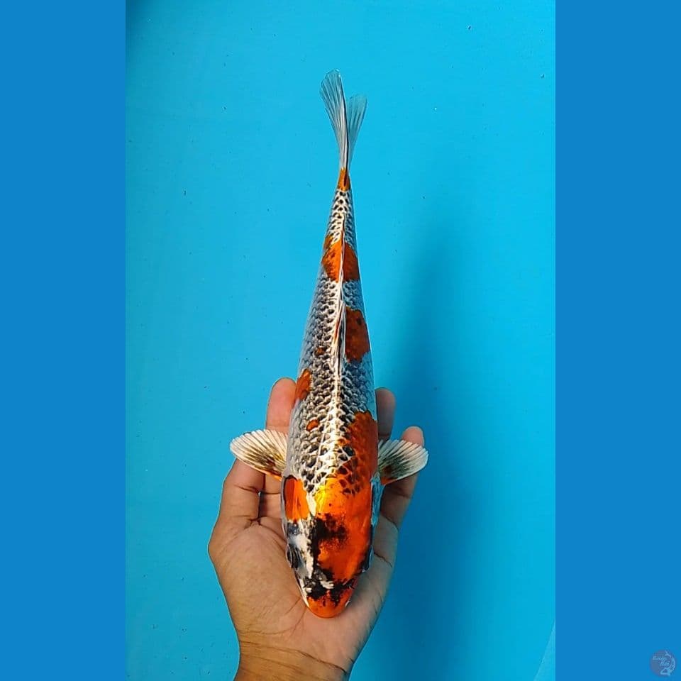 beny gingga : 29 cm