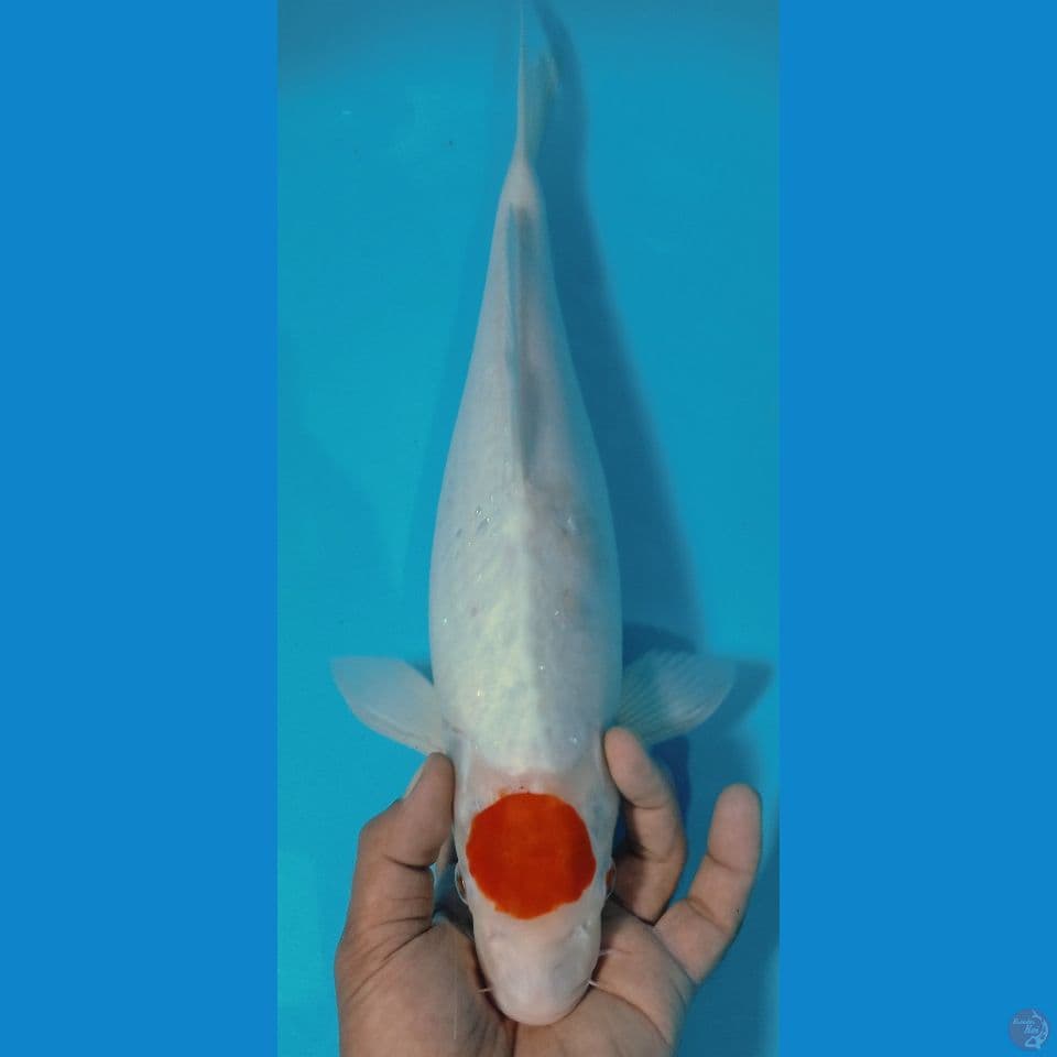 KOHAKU 44