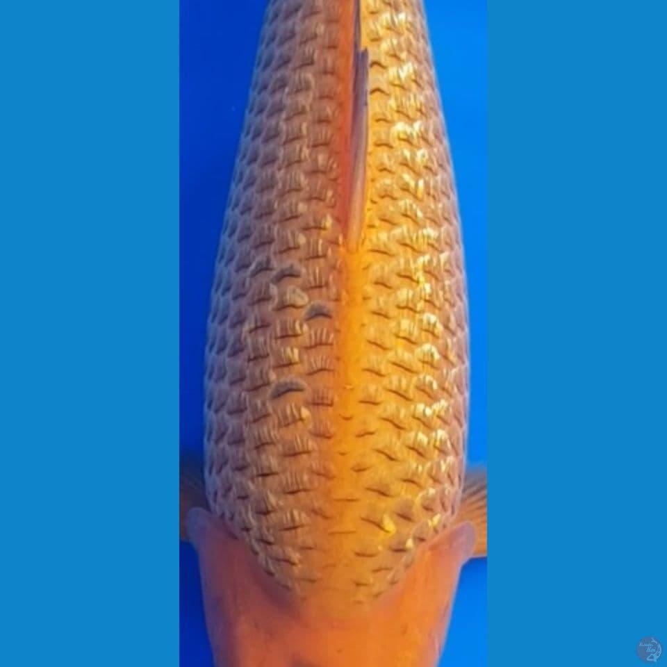 Caramel Ginrin Jantan