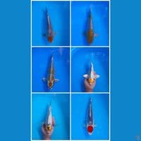 28 38Cm 6 ekor