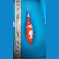 kohaku 35cm f