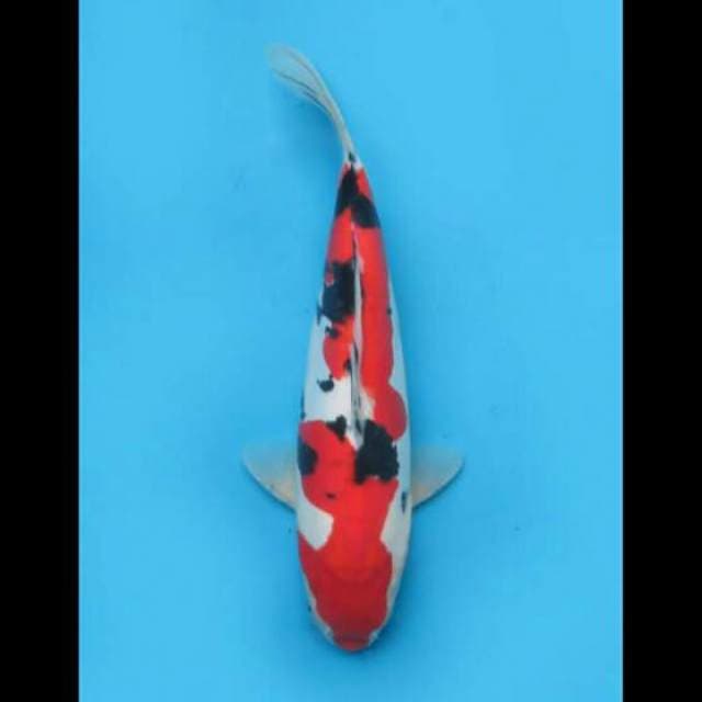 33cm Male - Sanke Doitsu Mulus