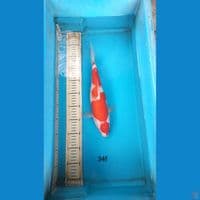 kohaku 34cm f
