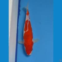 KOHAKU DOITSHU 23 cm