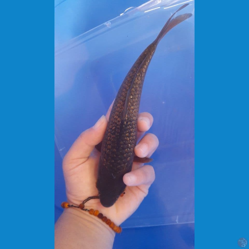 Gindrin Mini 20cm