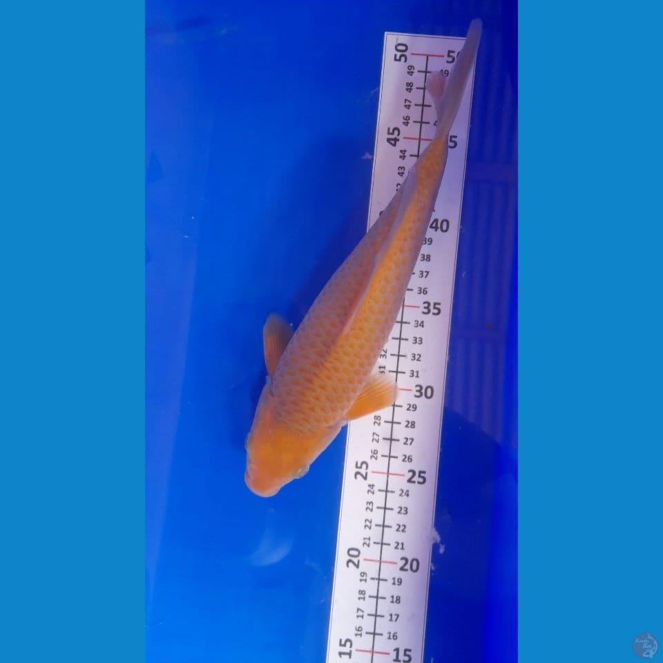 27cm Caramel
