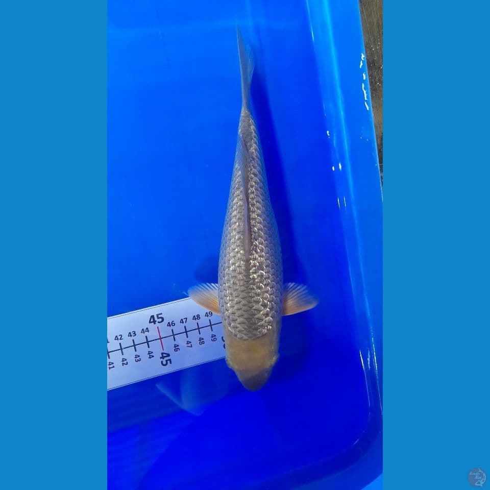 25cm Midori full gindrin