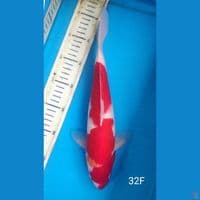 kohaku, 32cm FEMALE