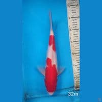 kohaku, 32cm male