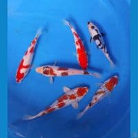 mix 15-20cm