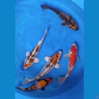 mix5ekor 20-25cm