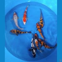 Mix 8ekor 18-20cm