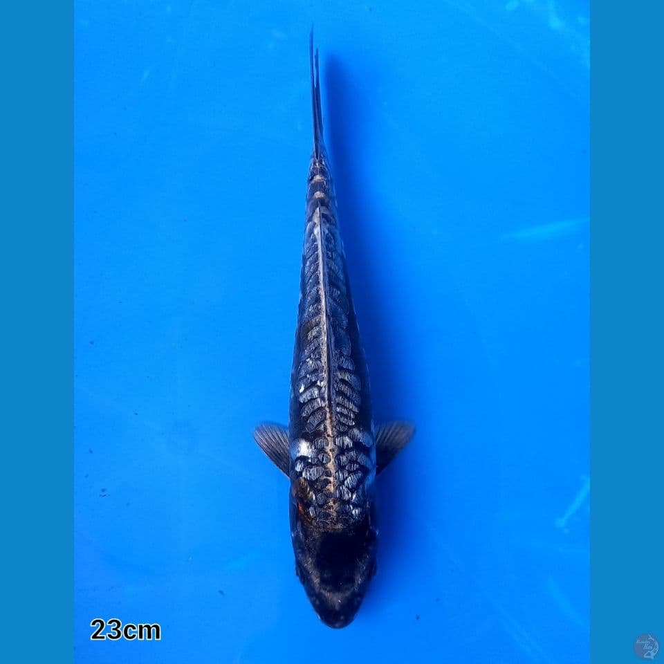 ARAGOKE NAGA HITAM GINRIN 23cm