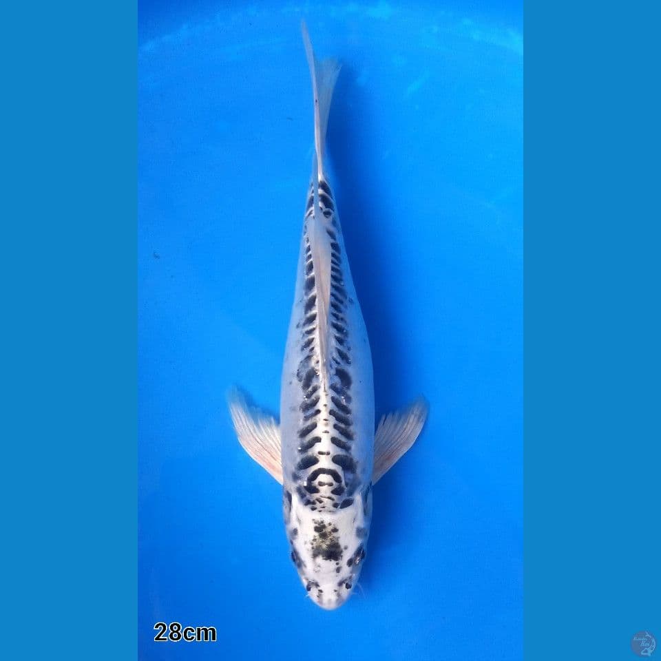KUMPAI GIN MATSUBA DOITSU 28CM