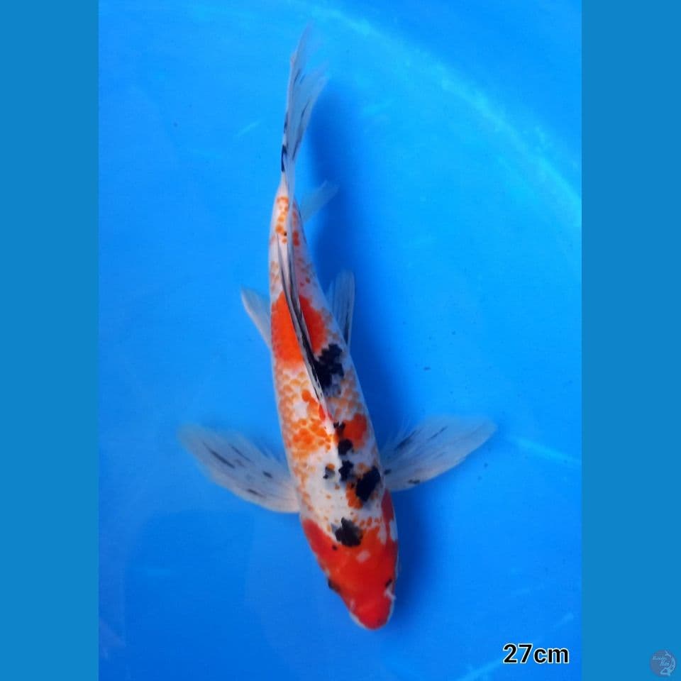 RARE KANOKO SANKE 27CM MALE