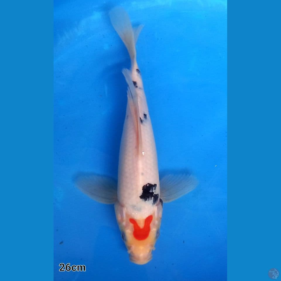 TATEGOI SANKE 26CM