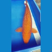 KARAMEL GINRIN JUMBO 50 CM