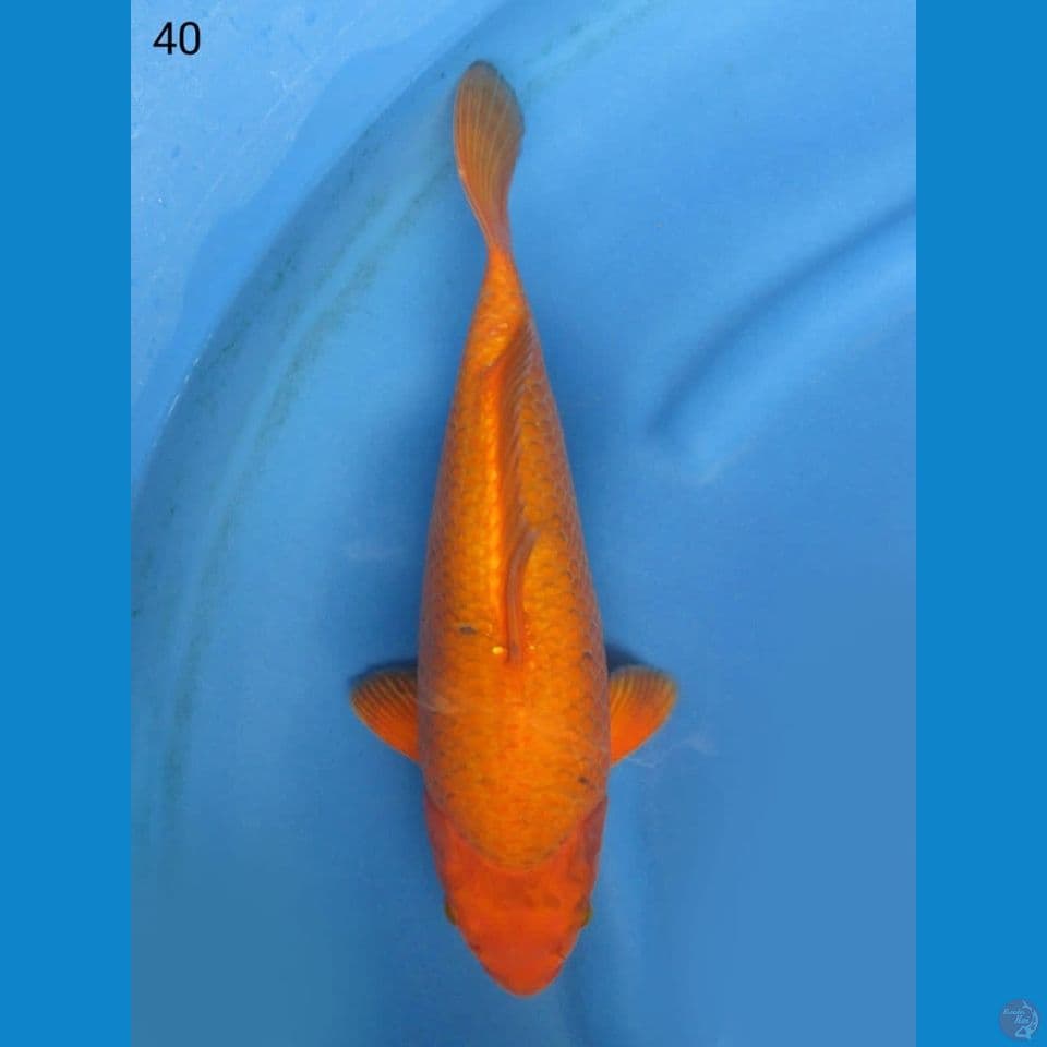 40cm - Karamel jumbo bulky