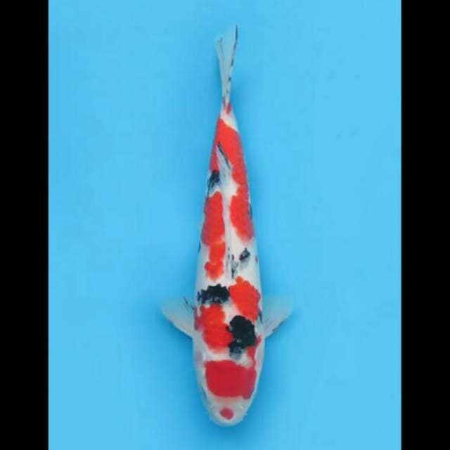 30cm Male - Maruten Sanke Tosai 