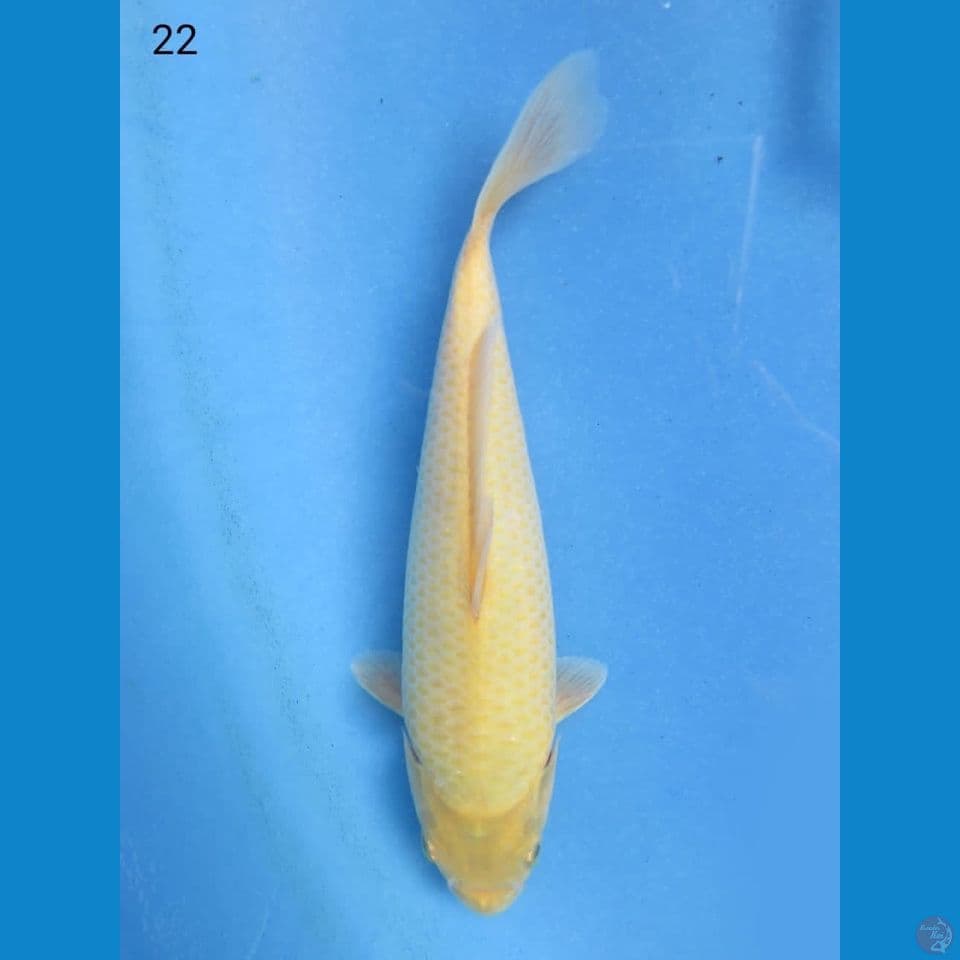 22cm - Karashi lemon