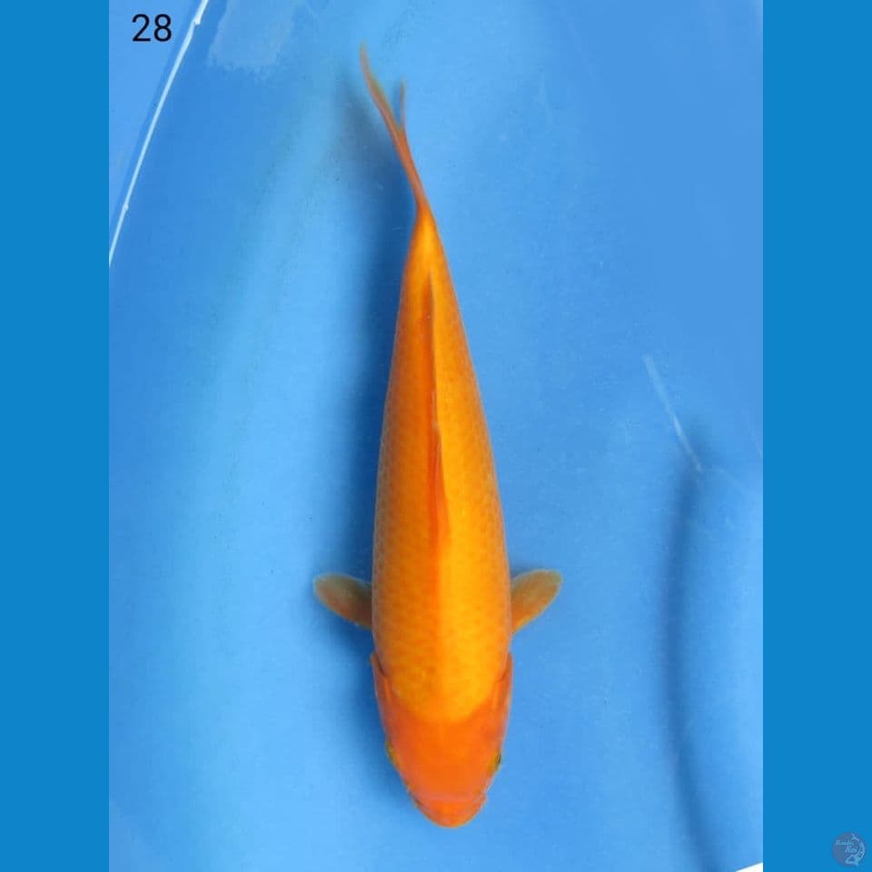 28cm - Benigoi