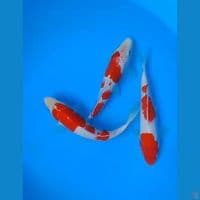 kohaku size : 17 18 cm 