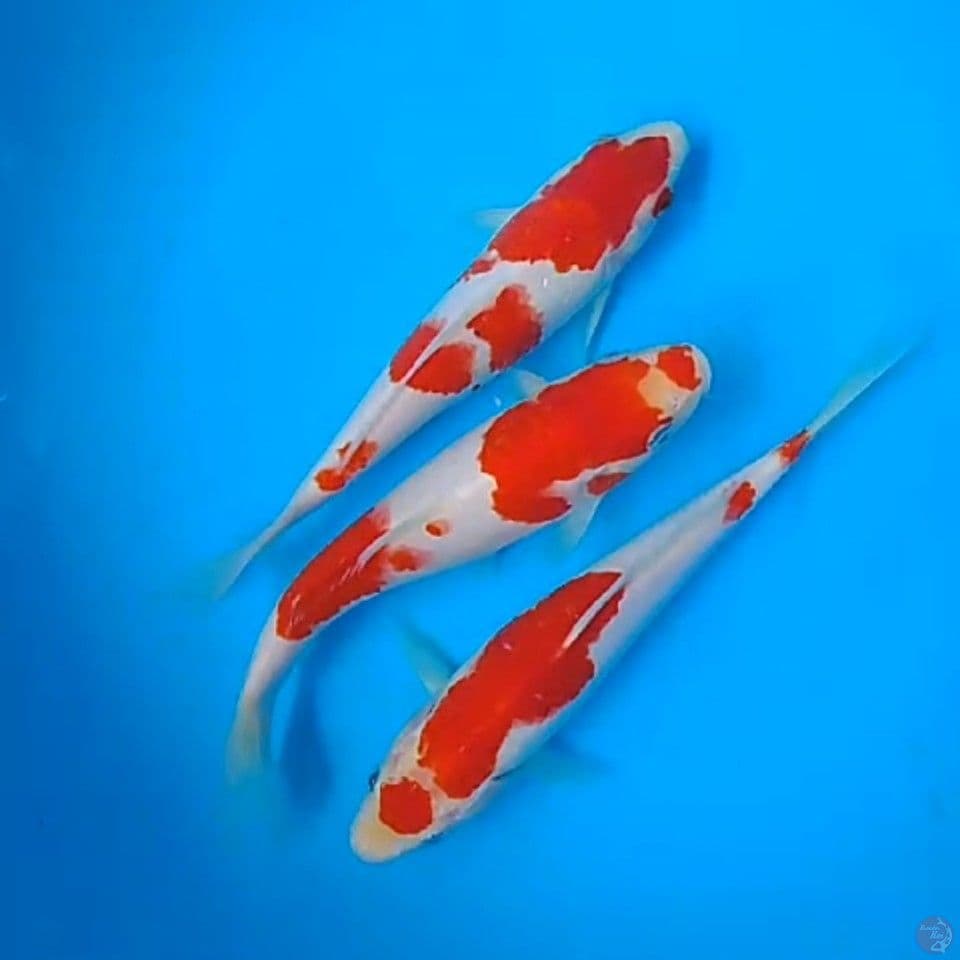 kohaku size : 17 19 cm 
