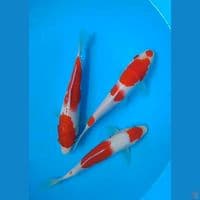 kohaku size : 18 20 cm 