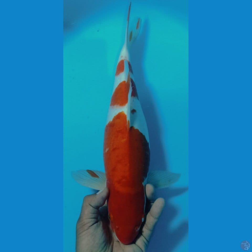 KOHAKU 44