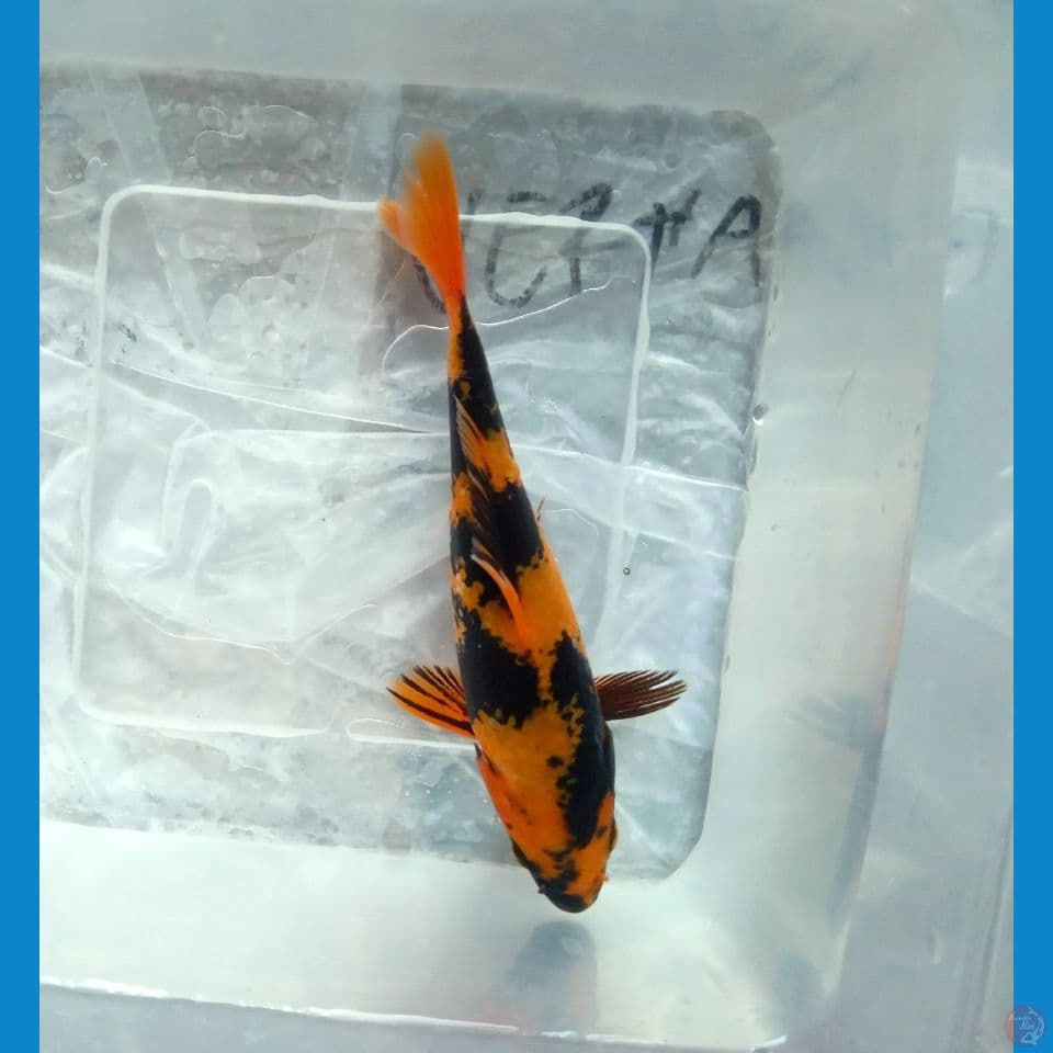 HI UTSURI 15CM