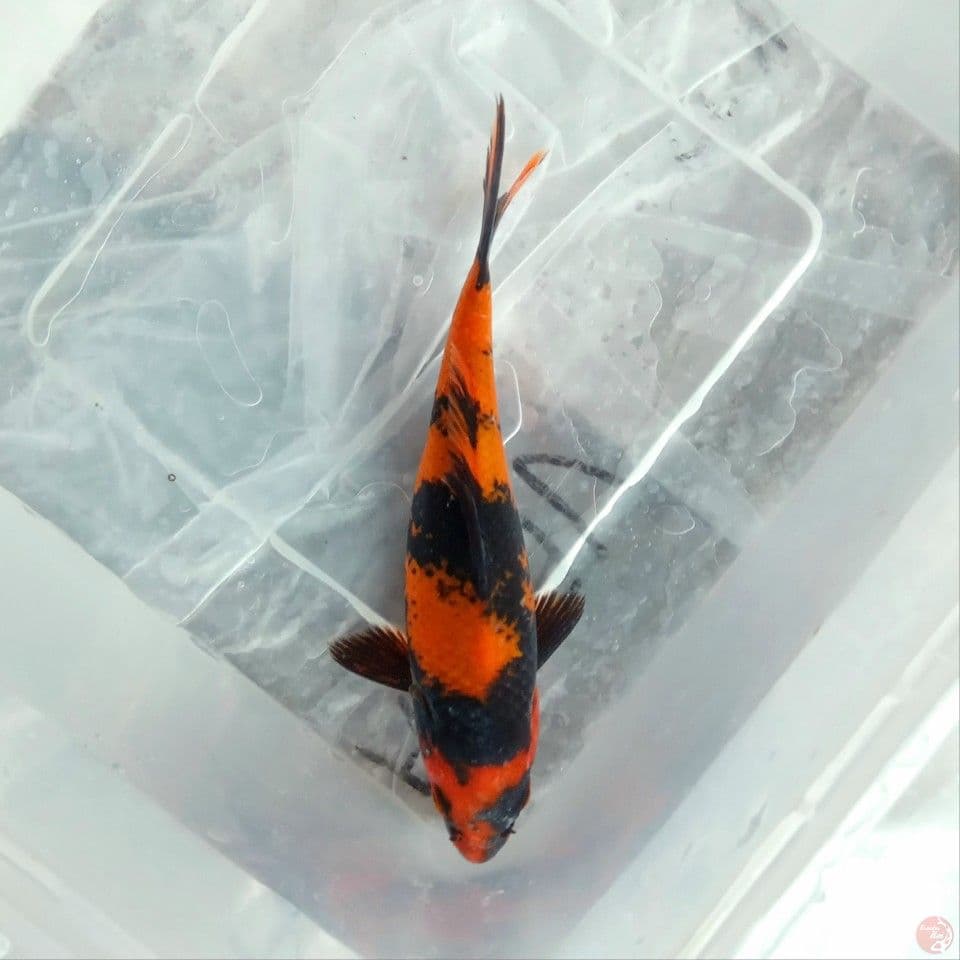 HI UTSURI STRONG SQ 14CM
