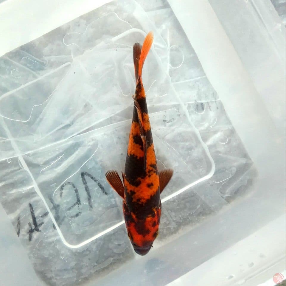 UTSURI ISTIMEWA 14CM