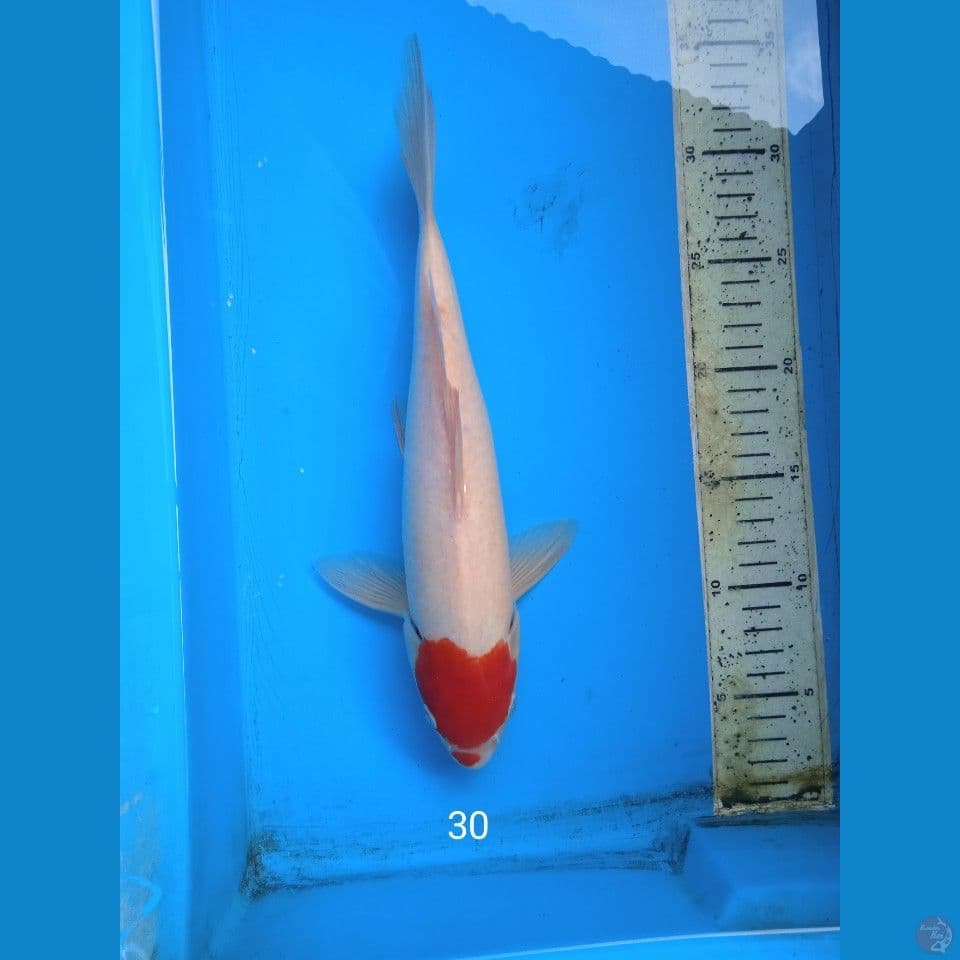 tancho kohaku 30cm
