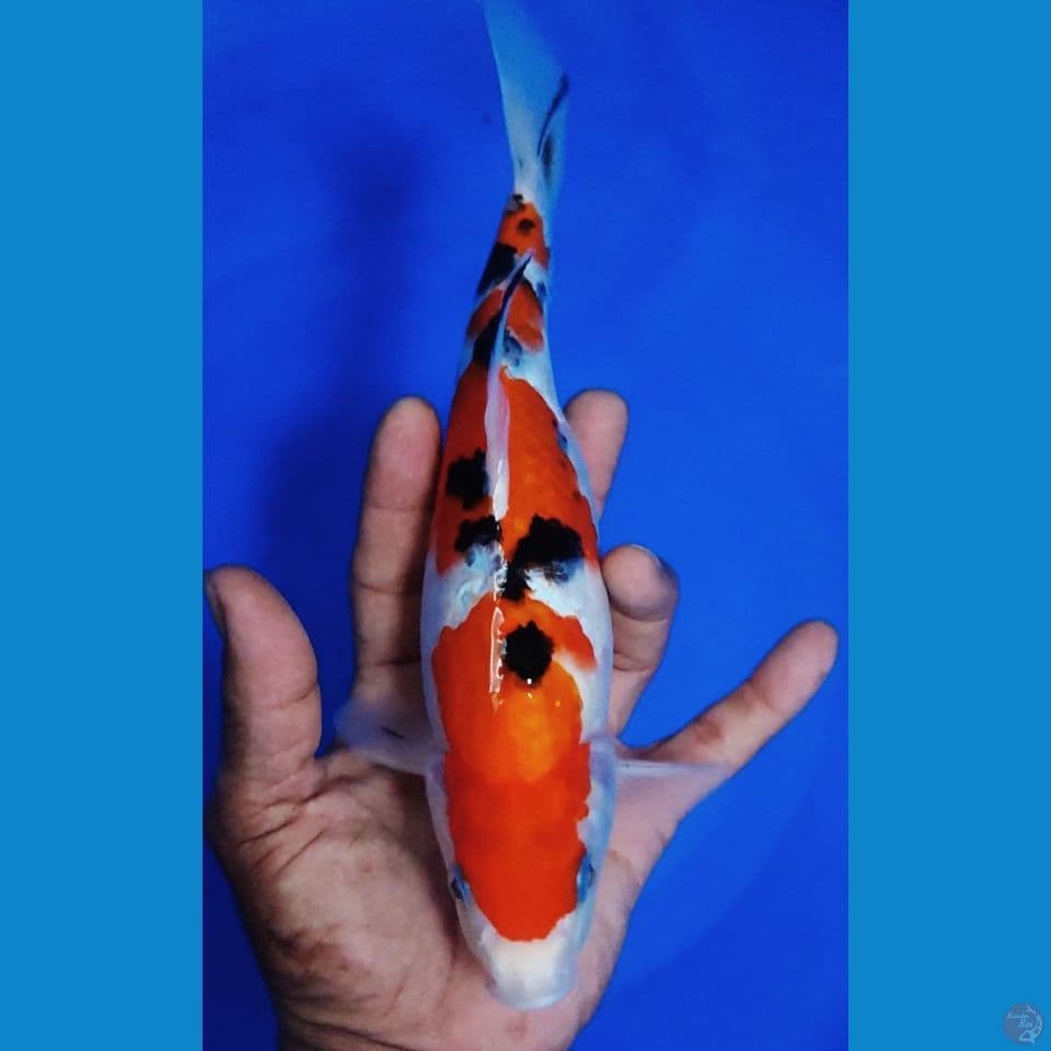 shanke sanshoku 