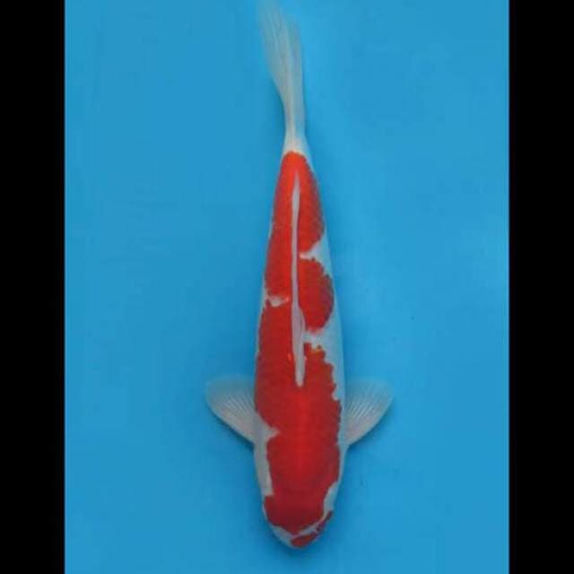 42cm Male - F1 Red Kohaku Inazuma 