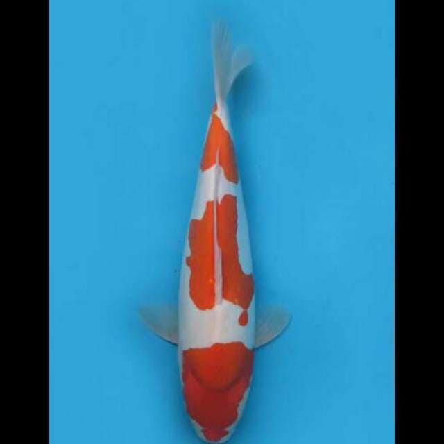 42cm Female - F1 Kohaku Doitsu Murni