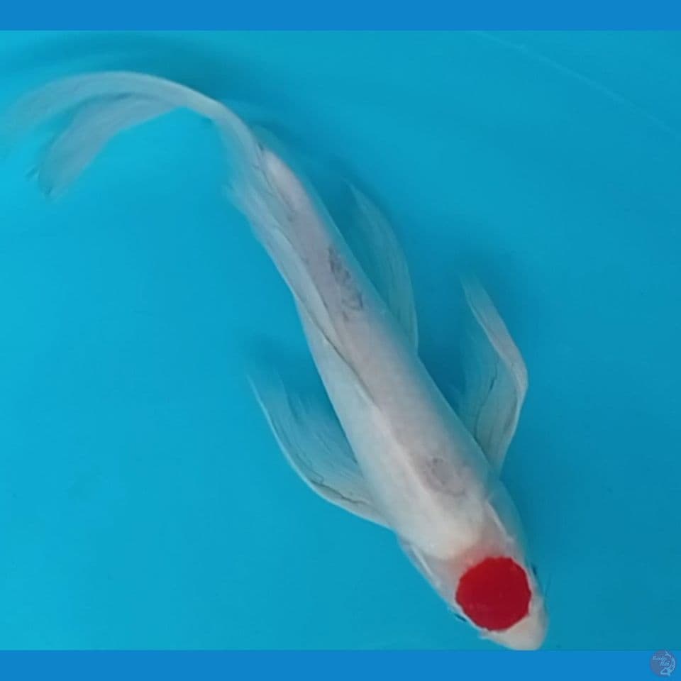 TANCO KOHAKU 35