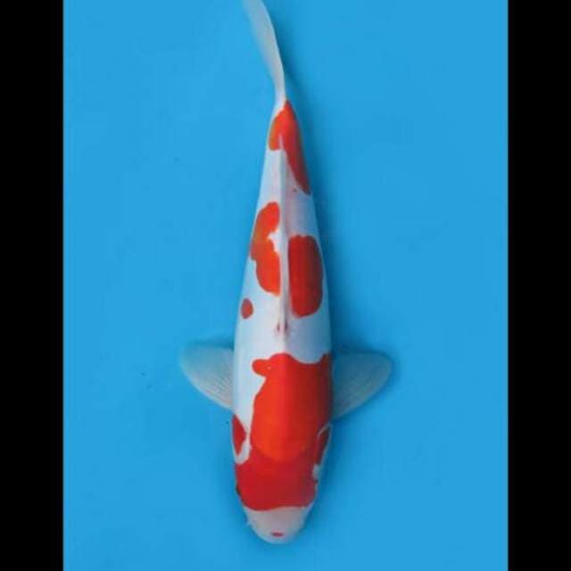 36cm Female - Kohaku Doitsu Murni 