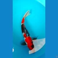 SHOWA 28 CM